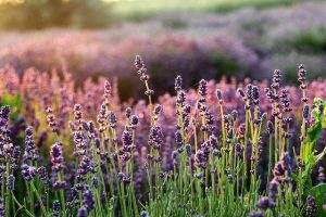 Lavender Oil Padsicles: Soothe Body and Mind Postpartum