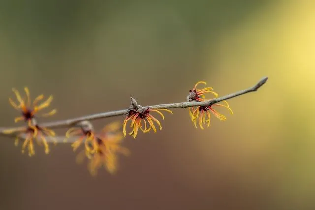 Witch Hazel, Comfrey & More: Herbal Padsicle Recipes